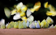 Butterflies1920x12008-10-2011 12_11_26 PM Bing Desktop